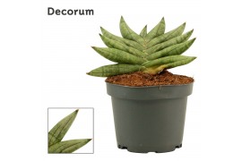 Sansevieria Artistic fan 9cm Decorum