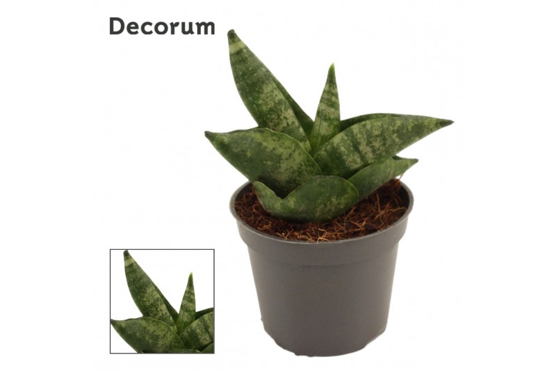 Sansevieria cylindrica boncel Boncellensis 6cm Decorum 
