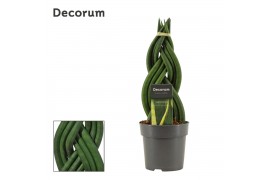 Sansevieria cylindrica Braid 12cm Decorum