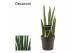 Sansevieria cylindrica Rocket 12cm Decorum 