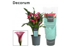 Zantedeschia zazu Zantedeschia (Calla) Roze (Decorum)4 bl.