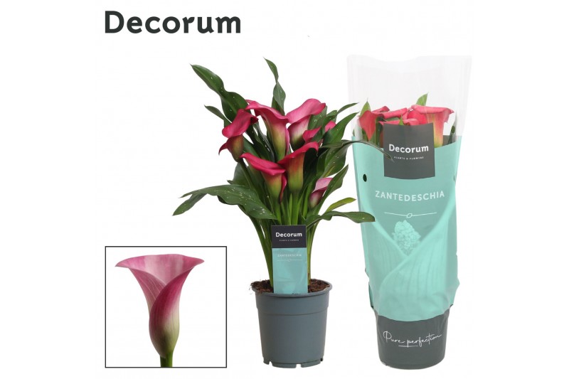Zantedeschia zazu Zantedeschia (Calla) Roze (Decorum)4 bl. 