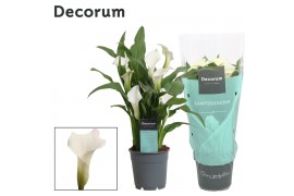 Zantedeschia captain fresco Zantedeschia (Calla) Wit (Decorum)4 bl.