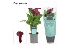 Zantedeschia royal valentine Zantedeschia (Calla) Bordeaux Rood (Decor