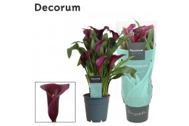Zantedeschia paco Zantedeschia (Calla) Paars (Decorum)4 bl.