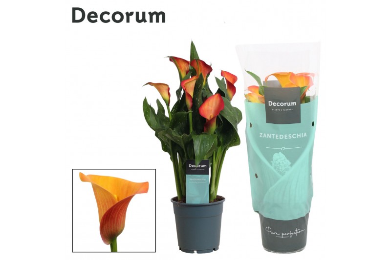 Zantedeschia morning sun Zantedeschia (Calla) Oranje (Decorum)4 bl. 