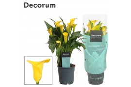 Zantedeschia sunclub Zantedeschia (Calla) Geel (Decorum)4 bl.