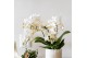 Phalaenopsis multiflora wit Kolibri Orchids Phalaenopsis Botanic 4 spi 