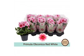 Primula obconica twilly touch me f1 red white Primula Obconica Red Whi