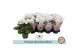 Primula obconica touch me white Primula Obconica White3 tak/plnt 
