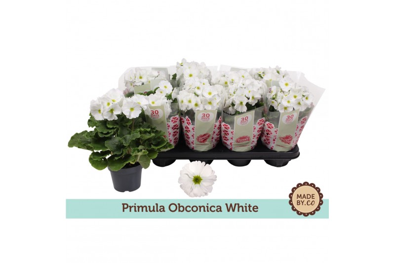 Primula obconica touch me white Primula Obconica White3 tak/plnt 