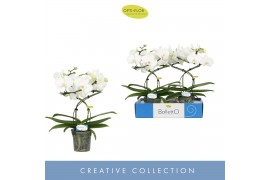 Phalaenopsis anthura madrid Balletto Wing 2 spikebl.  tak/plnt