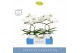 Phalaenopsis wit Balletto Wing 2 spike in Emilia White Aquo 16 bl. 2 t 