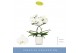 Phalaenopsis wit Balletto Wing 2 spike in Lazio White 16 bl. 2 tak/pln 