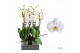 Phalaenopsis anthura cambridge Phalaenopsis Cambridge - 3 tak 60cm 16  