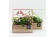 Arrangementen kamerplanten ESCR-2607M Essentials 3 pp 