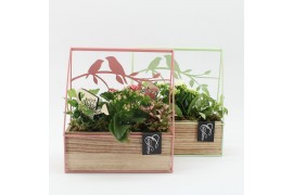 Arrangementen kamerplanten ESCR-2607M Essentials 3 pp