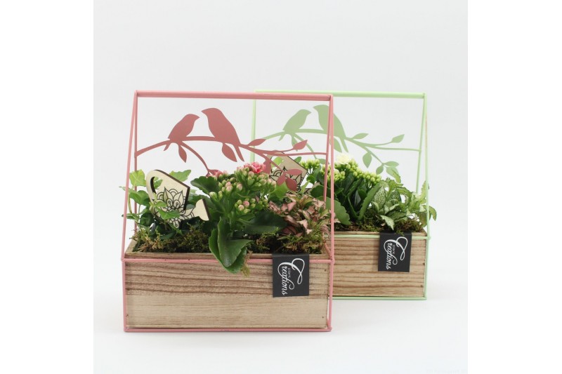 Arrangementen kamerplanten ESCR-2607M Essentials 3 pp 