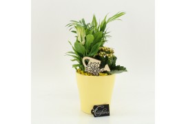 Arrangementen kamerplanten FDCR-2608G Basic Fundamentals 3 pp