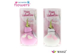 Hippeastrum gewaxt No Water Flowers Waxz® Love roze/wit met hartjes in