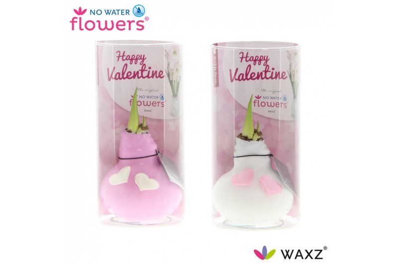 Hippeastrum gewaxt No Water Flowers Waxz® Love roze/wit met hartjes in 