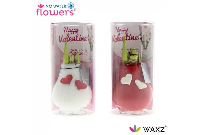 Hippeastrum gewaxt No Water Flowers Waxz® Love rood/wit waxz met hartj 