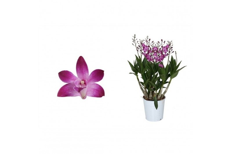 Dendrobium berry oda Dendrobium, Berry Oda 9+ spike Exclusiva Orchidea 