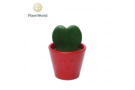 Hoya kerrii Hoya kerrii met keramiek Boston Rood 1 pp