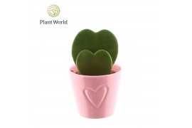 Hoya kerrii Hoya kerrii 2pp met keramiek Boston roze 2 pp