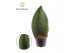Sansevieria Sansevieria ‘Masoniana’ Whale Fin overig pp 
