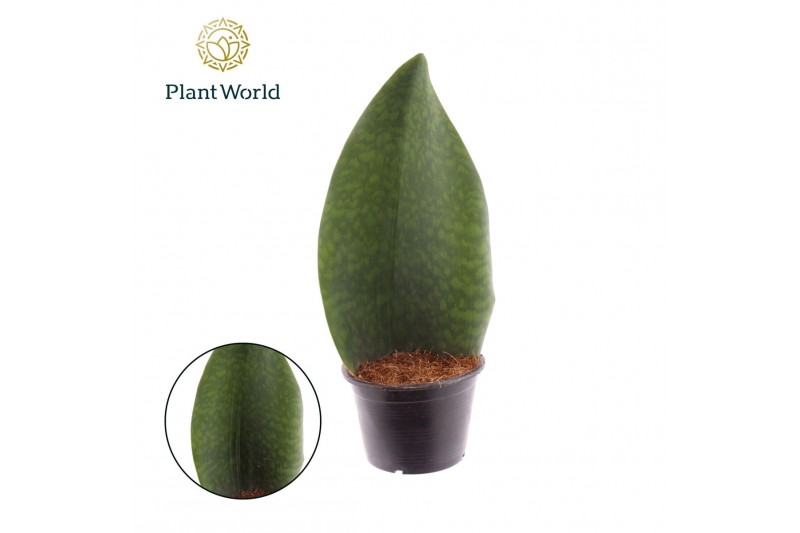 Sansevieria Sansevieria ‘Masoniana’ Whale Fin overig pp 
