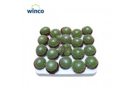 Sempervivum arachnoideum Sempervivum Arachnoidum