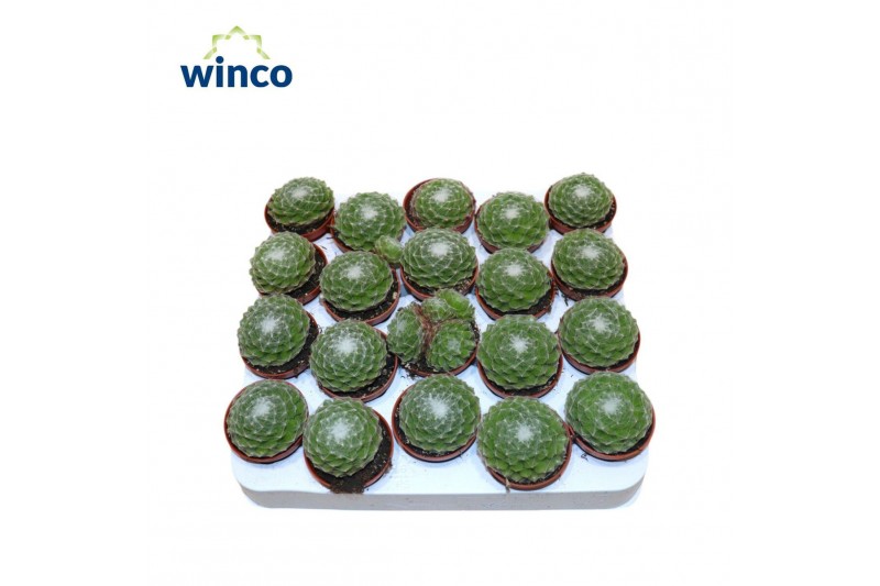 Sempervivum arachnoideum Sempervivum Arachnoidum 