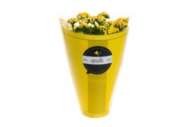 Kalanchoe perfecta yellow Goodie Yellow