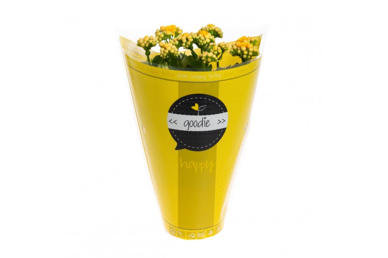 Kalanchoe perfecta yellow Goodie Yellow 