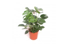 Monstera deliciosa Monstera deliciosapp