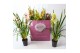 Cymbidium Cymbidium kleuren mix 3-4 tak 3 tak/plnt 18 bl. 