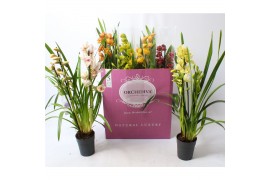 Cymbidium Cymbidium kleuren mix 3-4 tak 3 tak/plnt 18 bl.