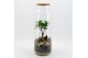 Arrangementen kamerplanten GRCR-2612 Green Essentials terrarium 1 pp 