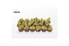 Cactus Vatricania Guentheri