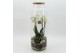 Phalaenopsis PHAL-2613W Phalaenopsis creatie terrarium 2 pp 