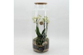 Phalaenopsis PHAL-2613W Phalaenopsis creatie terrarium 2 pp