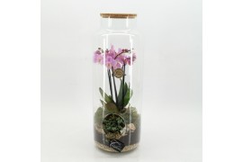 Phalaenopsis PHAL-2613RZ Phalaenopsis creatie terrarium 2 pp