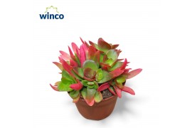 Crassula Crassula Capitella Campfire