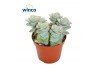 Crassula perforata Crassula Perforata Azul