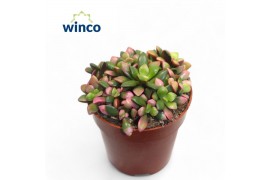 Succulenten Anacampseros Sunrise