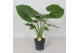 Alocasia gageana Alocasia Gageana California1 pp 