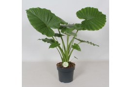 Alocasia gageana Alocasia Gageana California1 pp