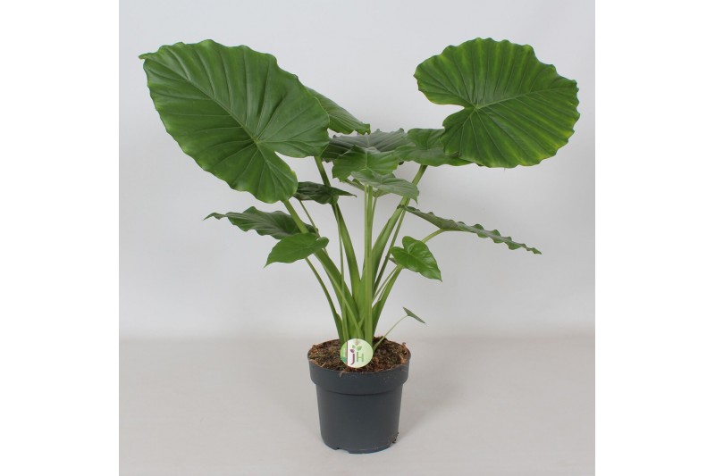 Alocasia gageana Alocasia Gageana California1 pp 