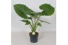 Alocasia gageana Alocasia Gageana California1 pp